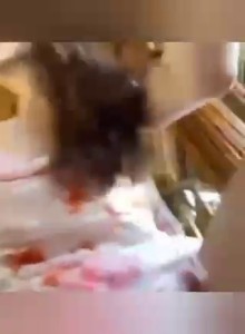 Kitty-Lê cực mlem, ngoan ngoãn như cô hầu cực thích